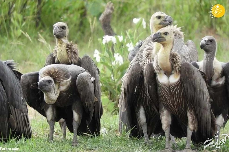 تصاویر منتخب حیات وحش در یک هفته